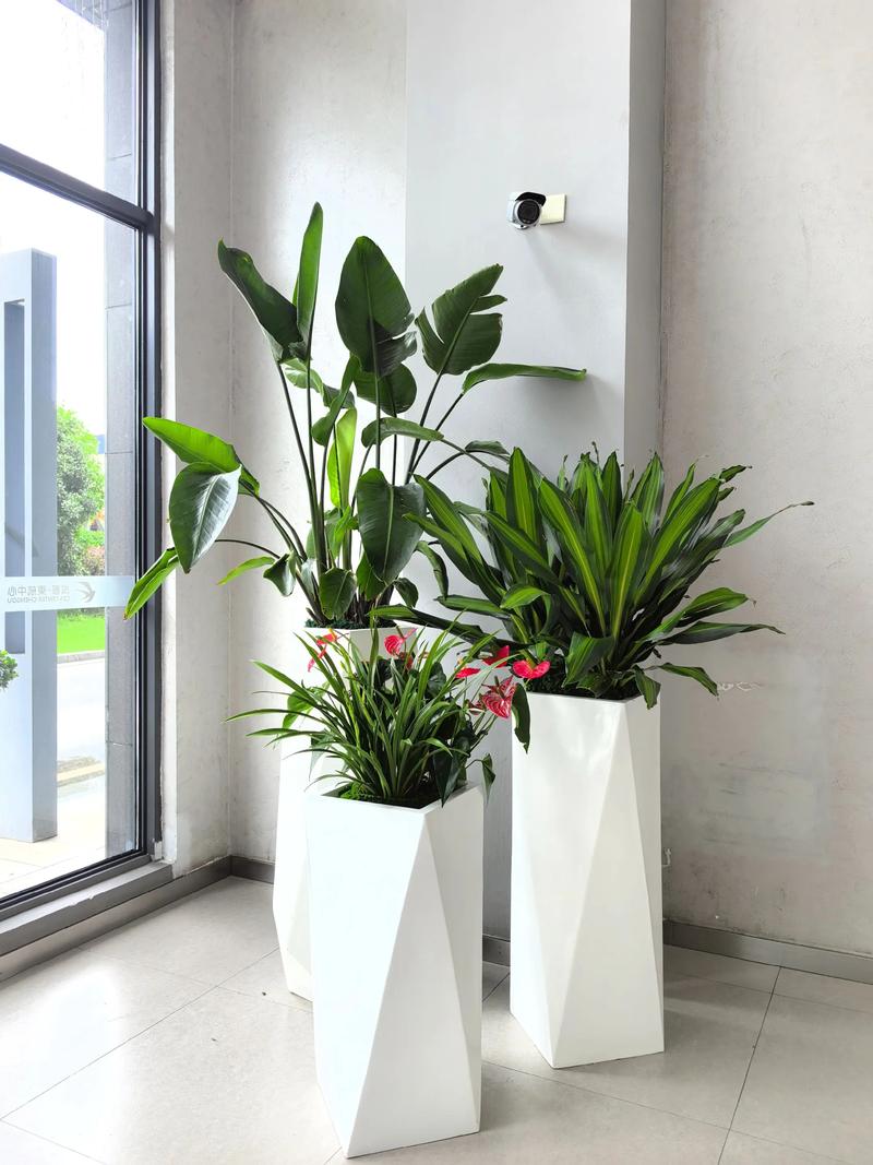 植物租摆