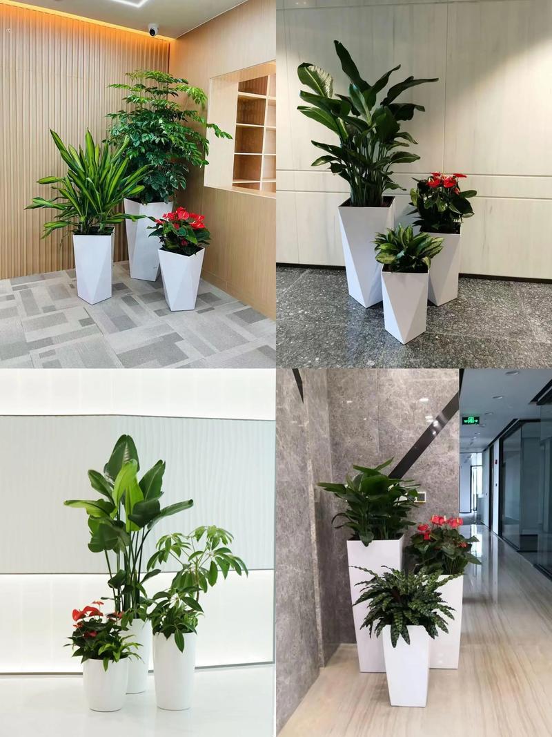 办公室绿植：提升工作效率的绿色伙伴