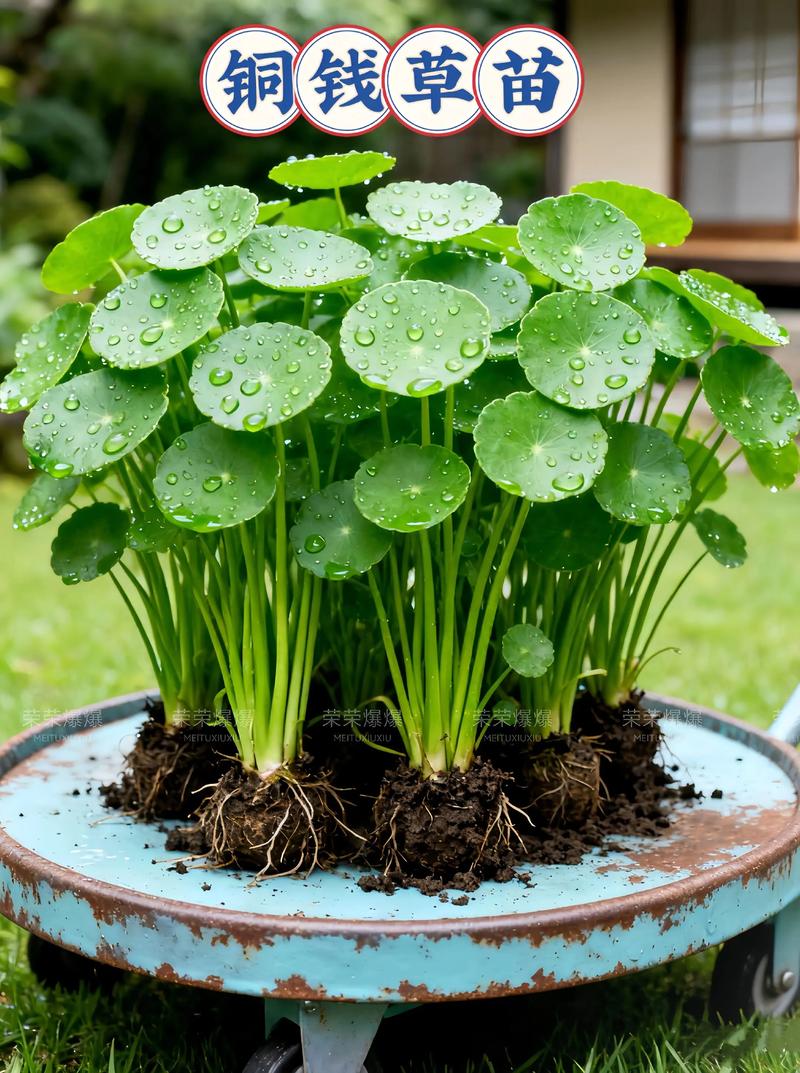 室内观叶植物