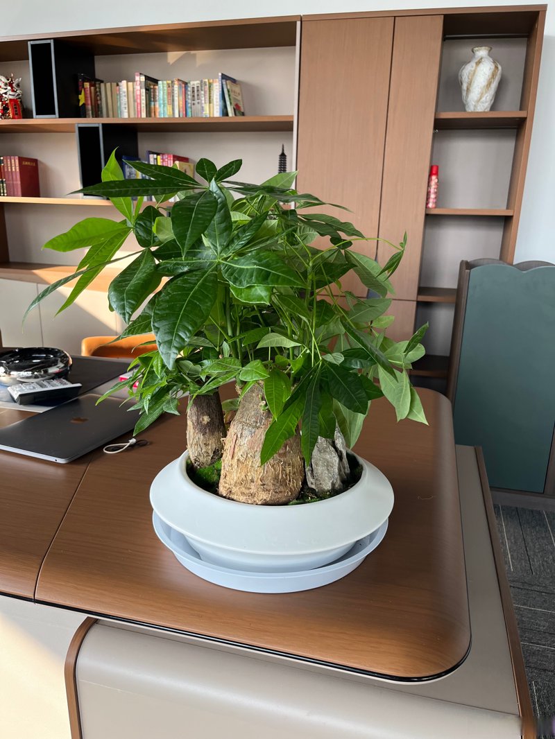 绿植租赁行业:从办公室到家庭的绿色转变