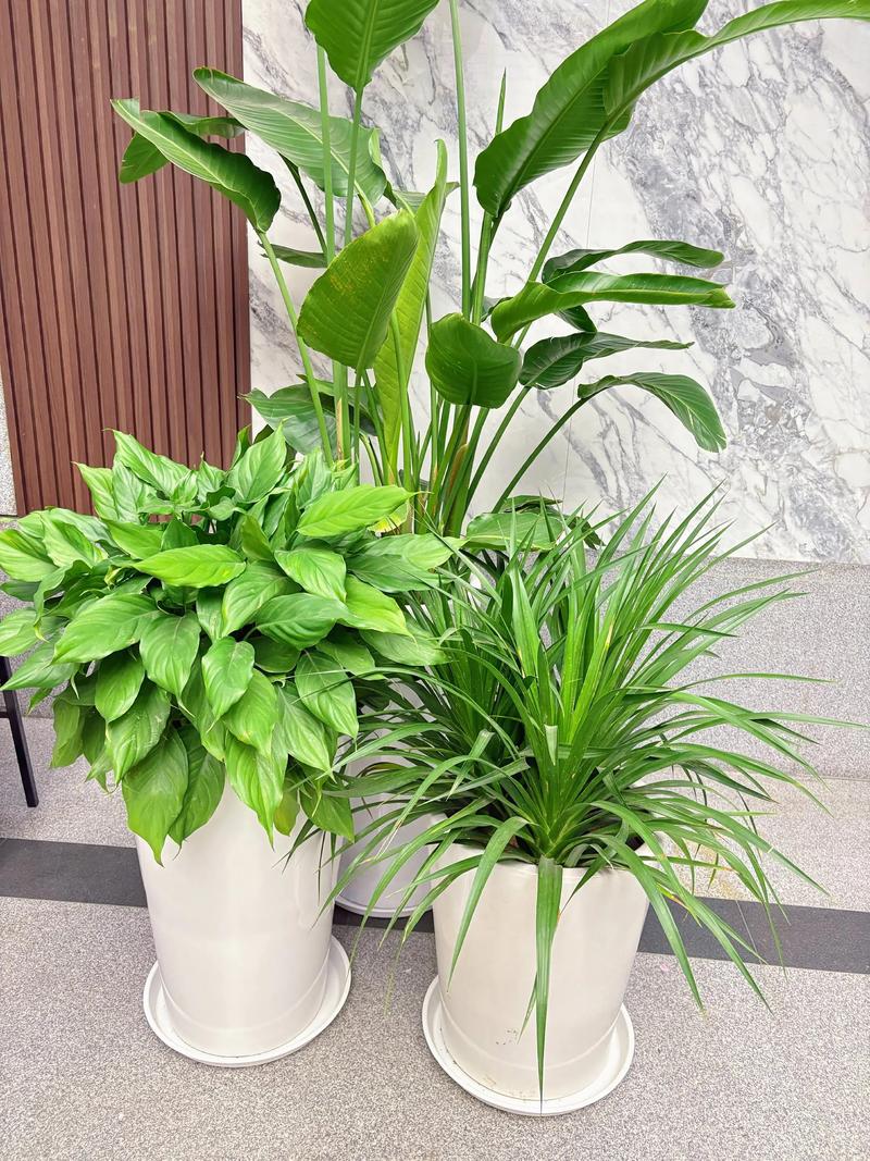 绿植租赁趋势分析:城市绿洲中的新风尚