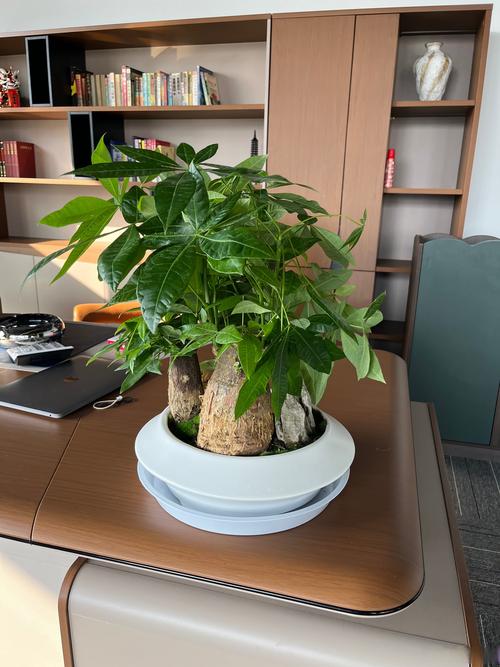 绿植租赁：为企业添彩的小秘密